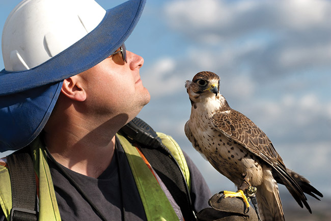 Landfill Falconry Program