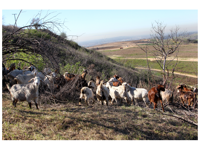 Olinda Goats