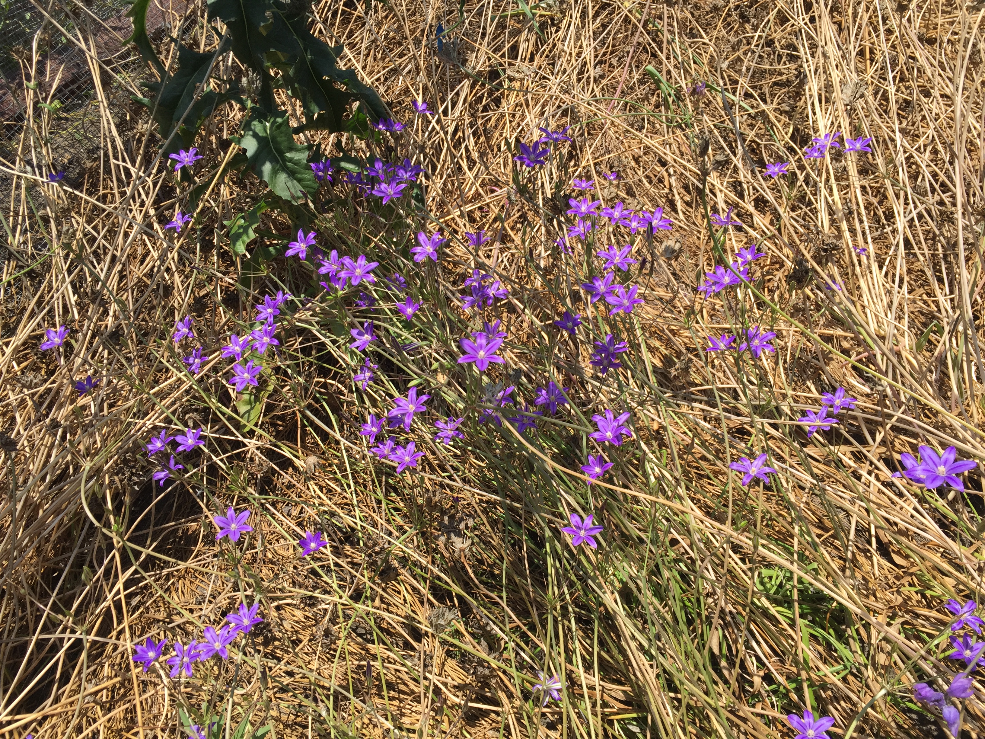 Brodiaea blooming