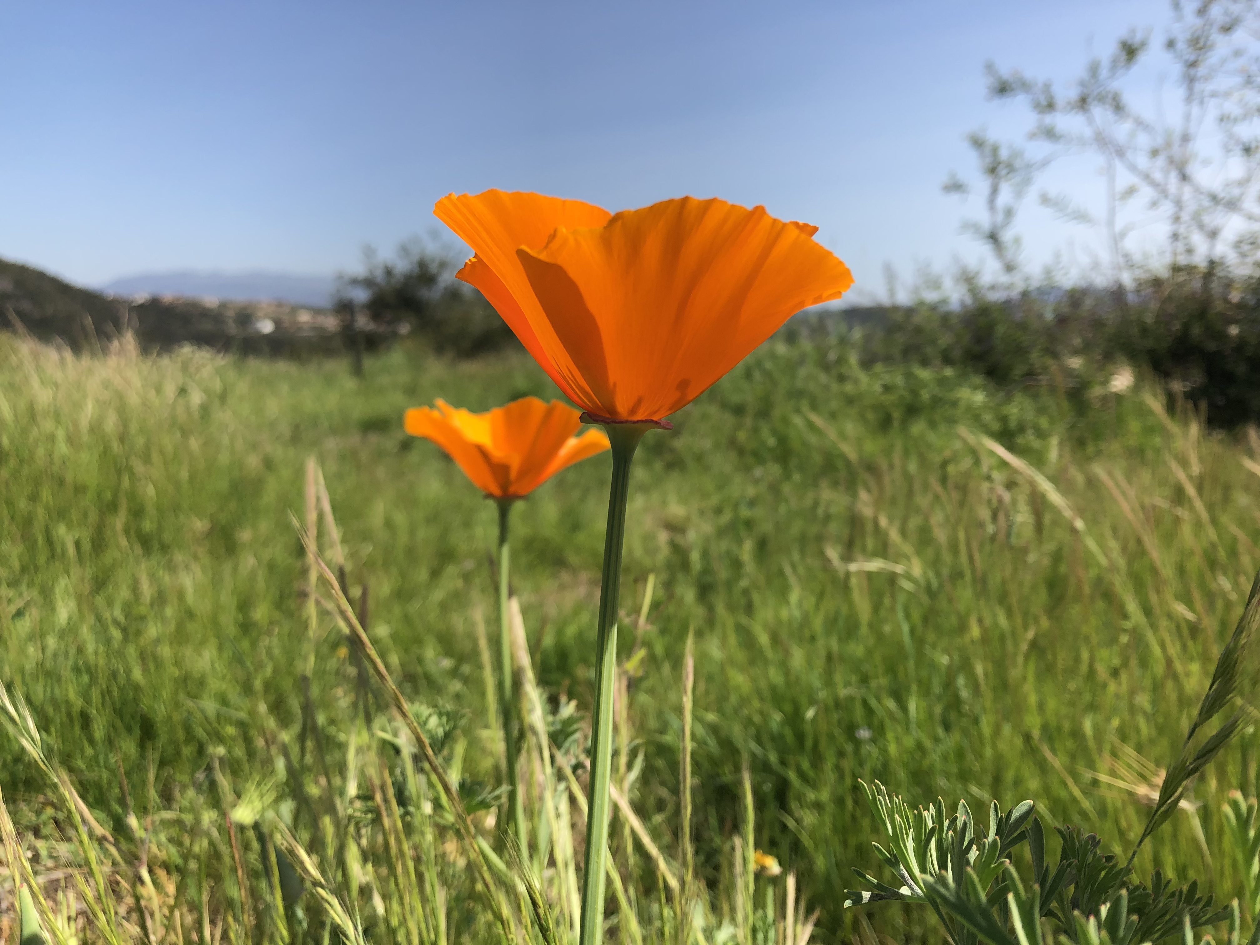 CA Poppy