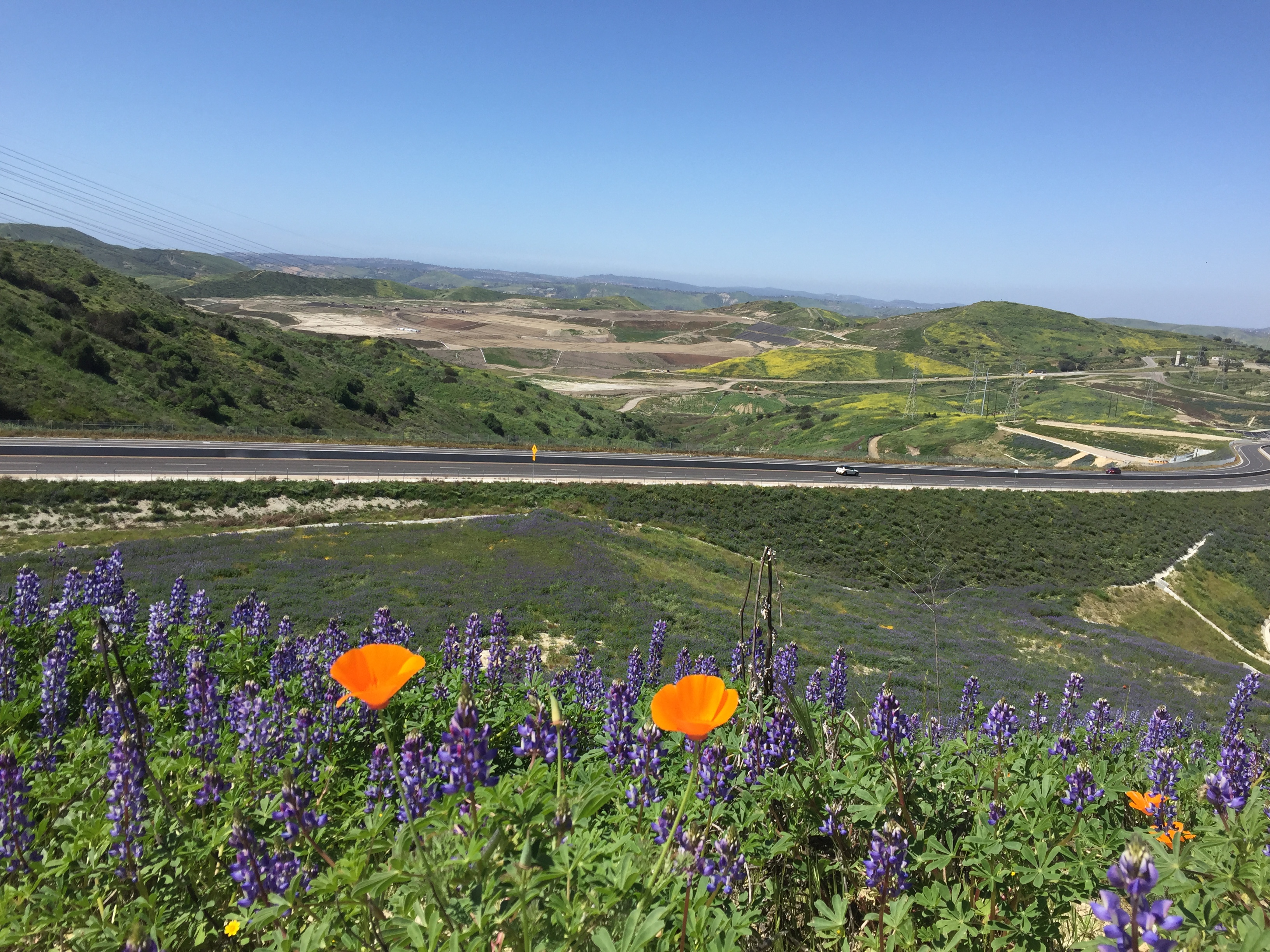 Prima-La Pata lupine field w poppy