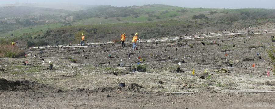 Segunda planting