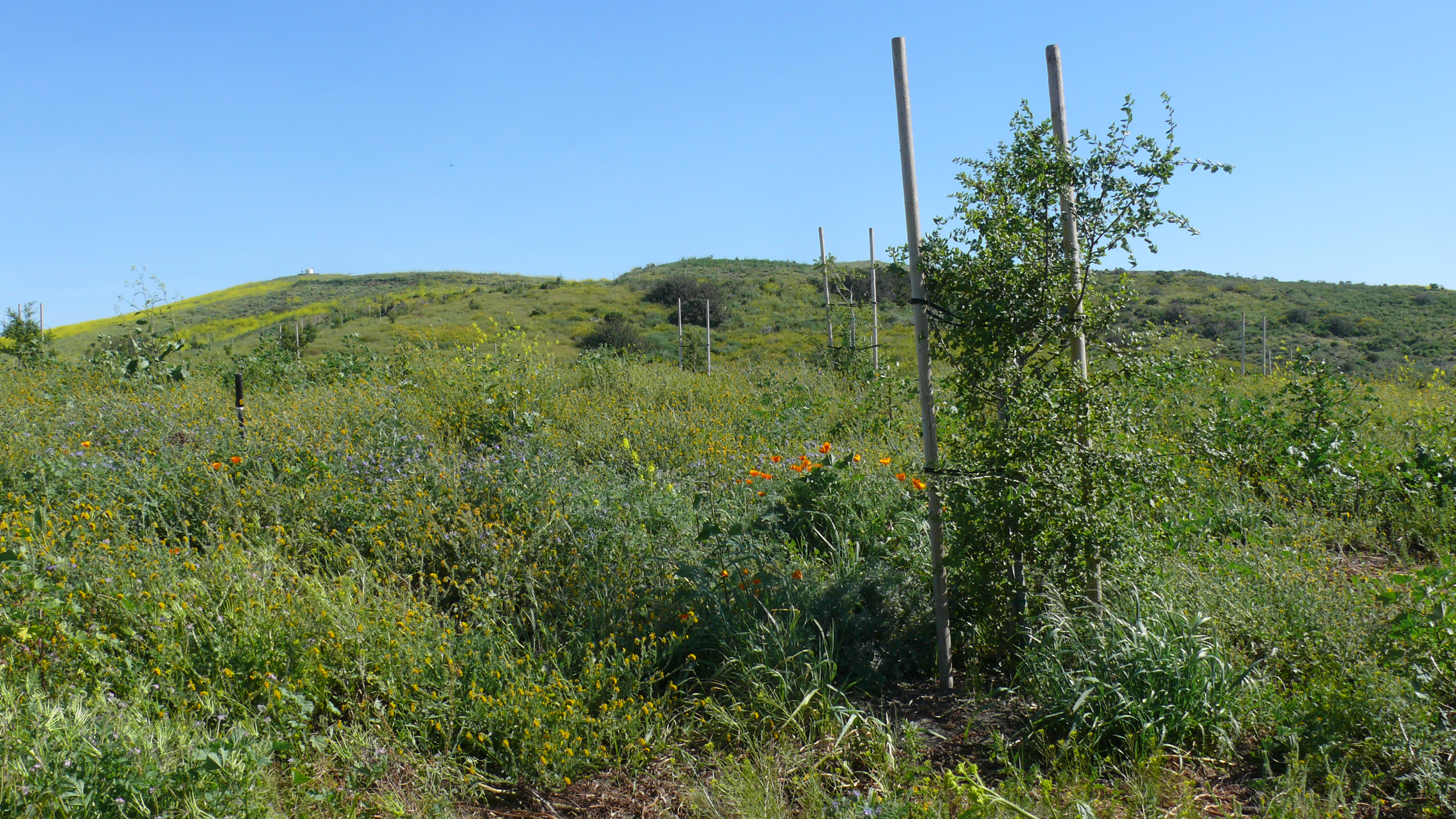 segunda viewshed oak trees with wildflowers