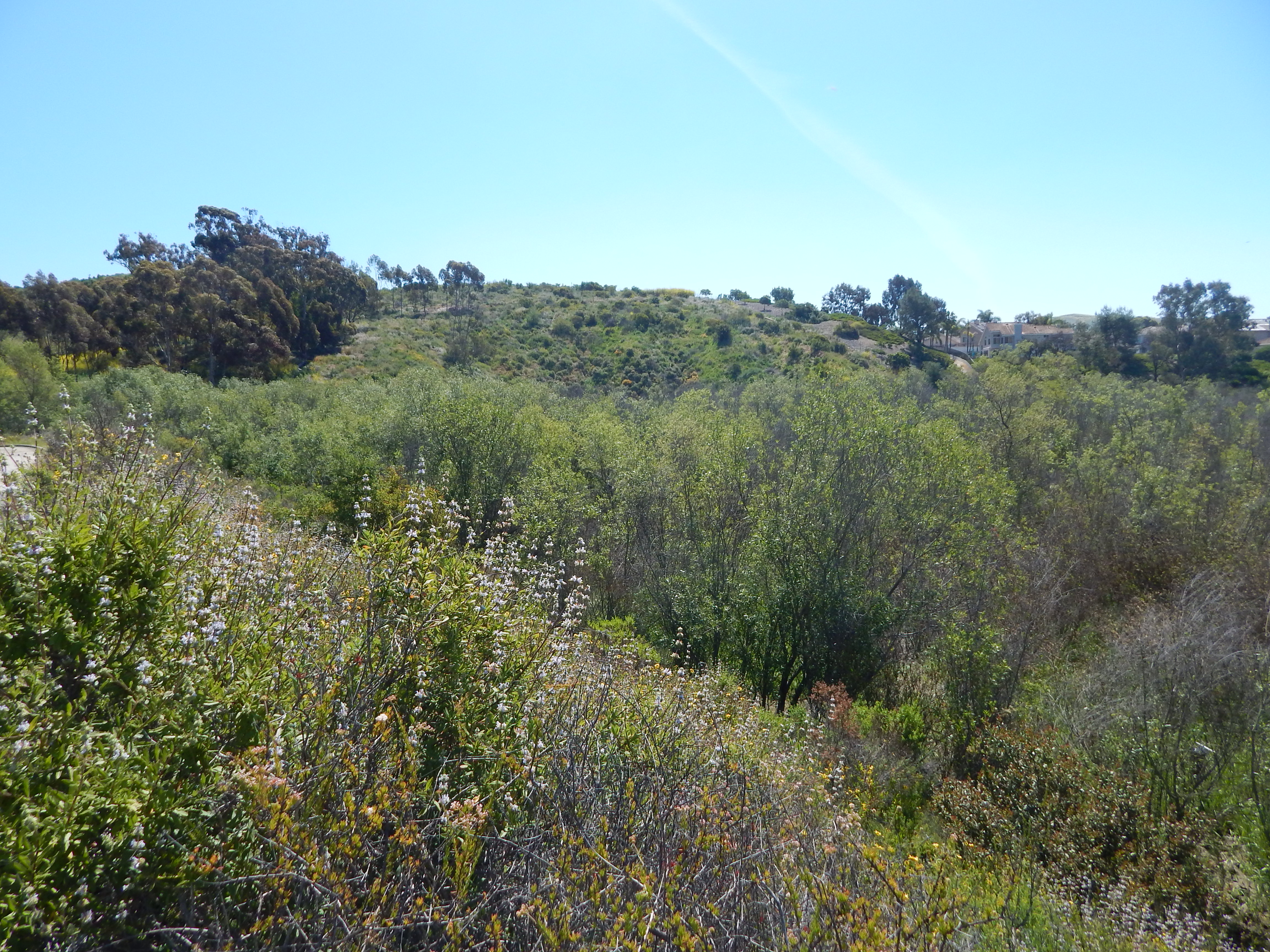 wetland habitat at prima