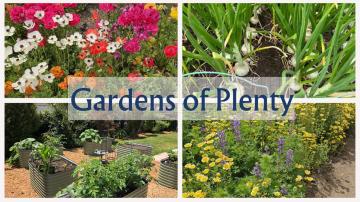 Photo of wildflowers, onions and garden.