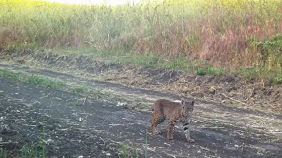 Bobcat walking at Prima Deshecha trail
