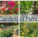 Photo of wildflowers, onions and garden.