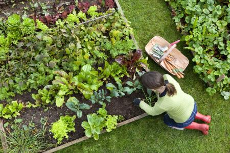 birds eye view of person gardening