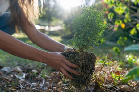 person gardening a tree