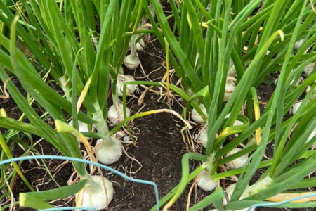 Resident photo of onions