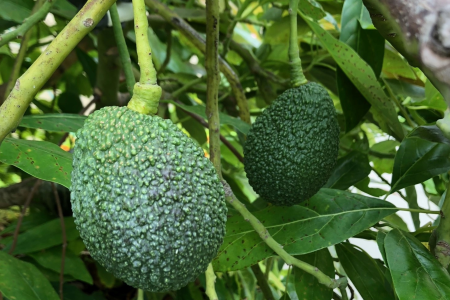 Avocado tree