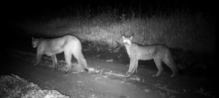 Photo of two Mountain lions