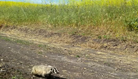 Badger walking on trail