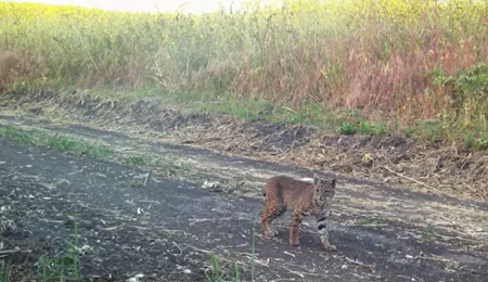 Bobcat walking at Prima Deshecha trail